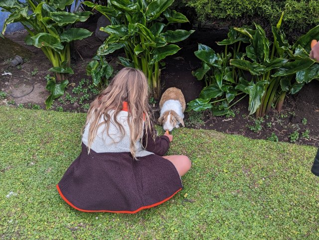 Flop eared bunny checking out Adeline