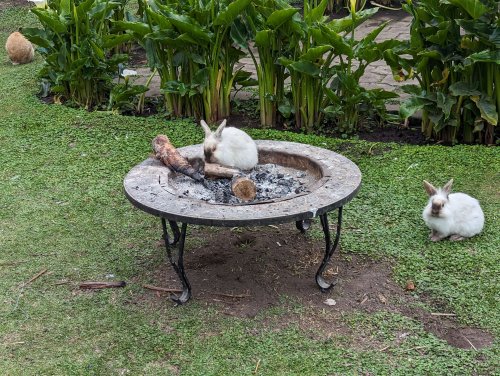 Bunnies in the firepit