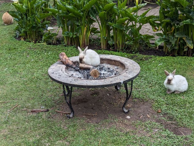 Bunnies in the firepit