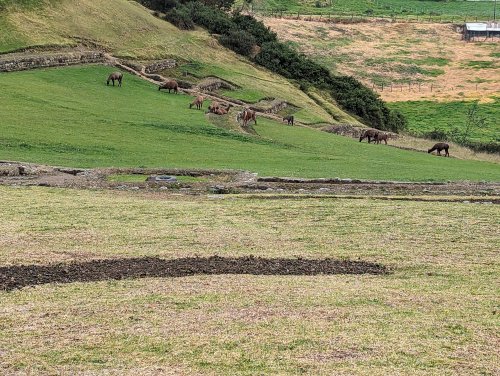 Ingapirca llama