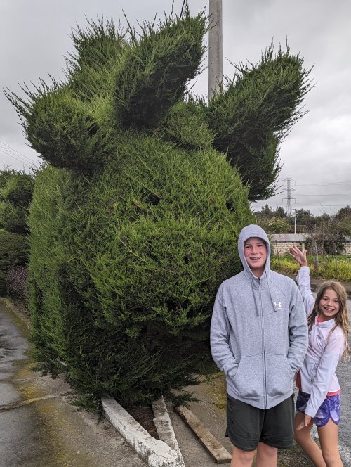 See?  Topiary