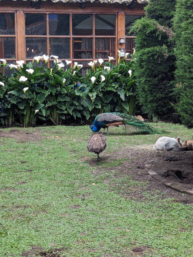 Central courtyard peacock