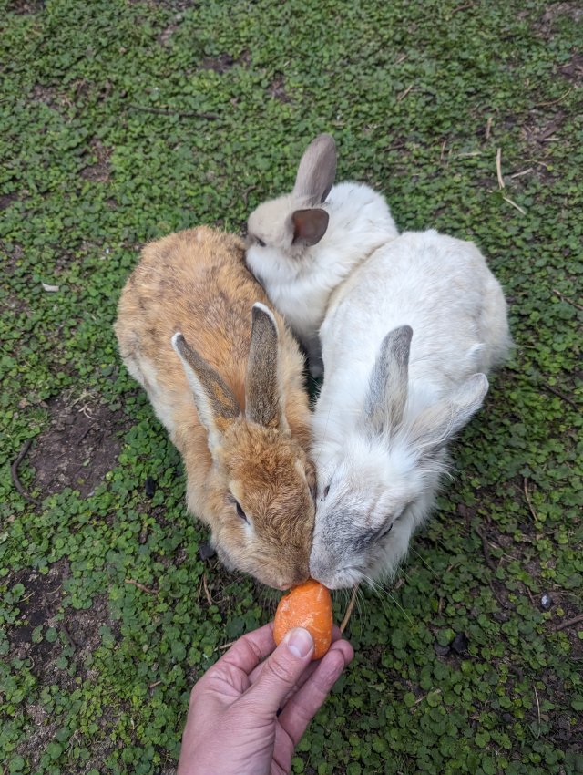 Very hungry