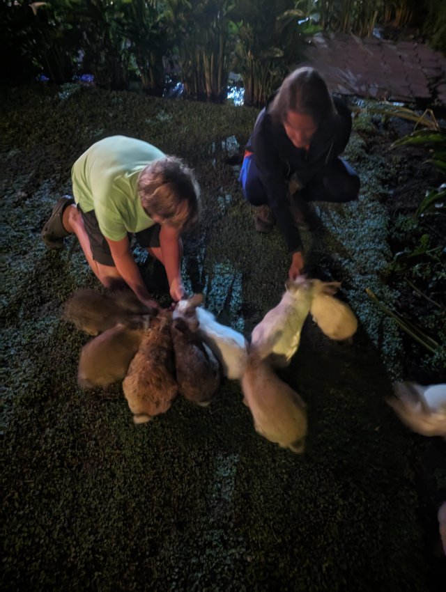 Bunnies at night