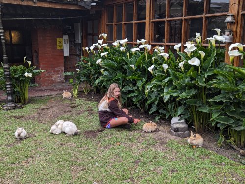 Breakfast for bunnies