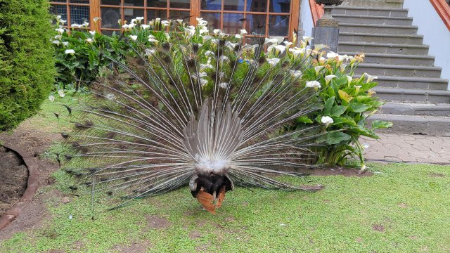 Peacock rear view