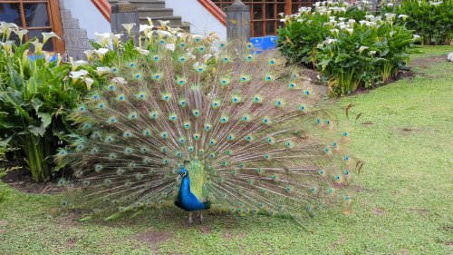 Peacock says good morning