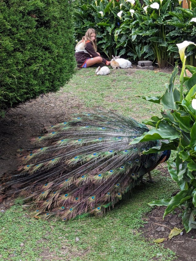 Peacock furled