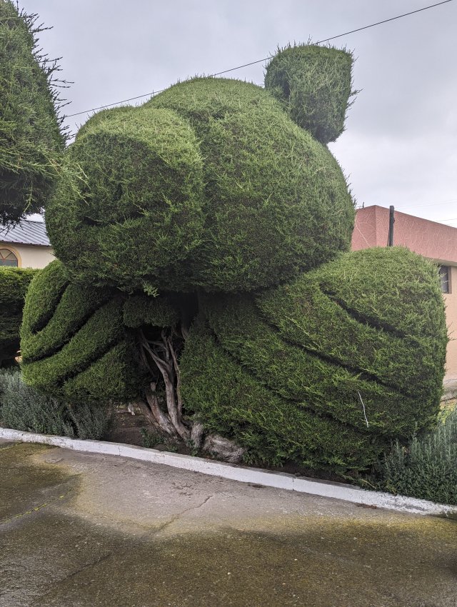 Topiary pig