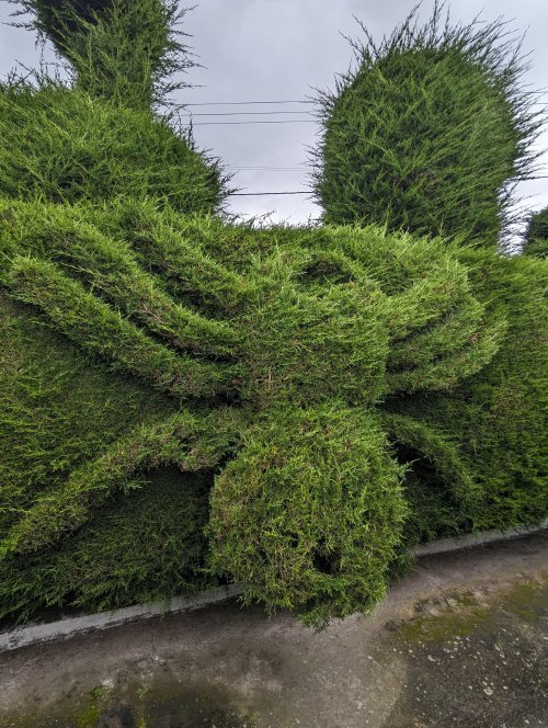 Topiary spider