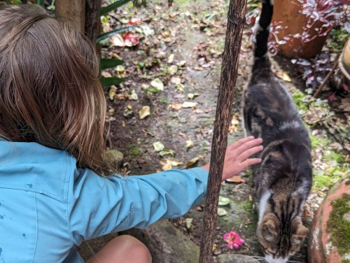 Hotel garden gato