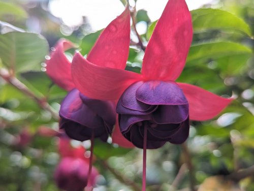 Pink flower