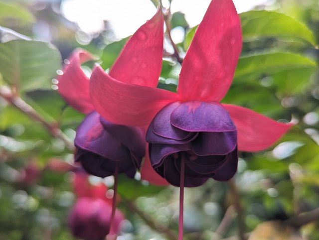 Pink flower