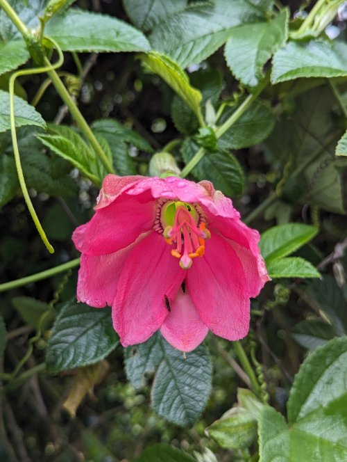 Another flower