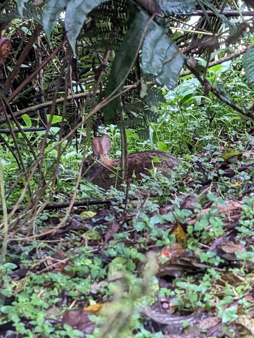 More bunny