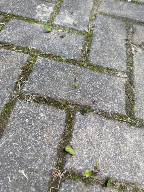 Leafcutter ants