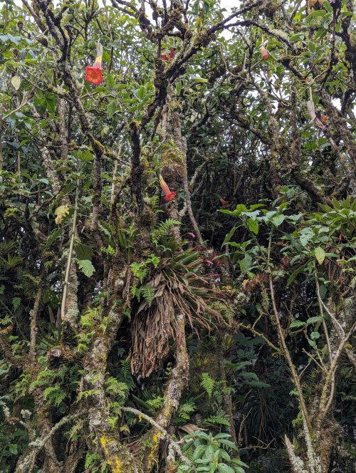 Papallacta cloud forest