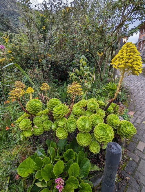 Papallacta garden