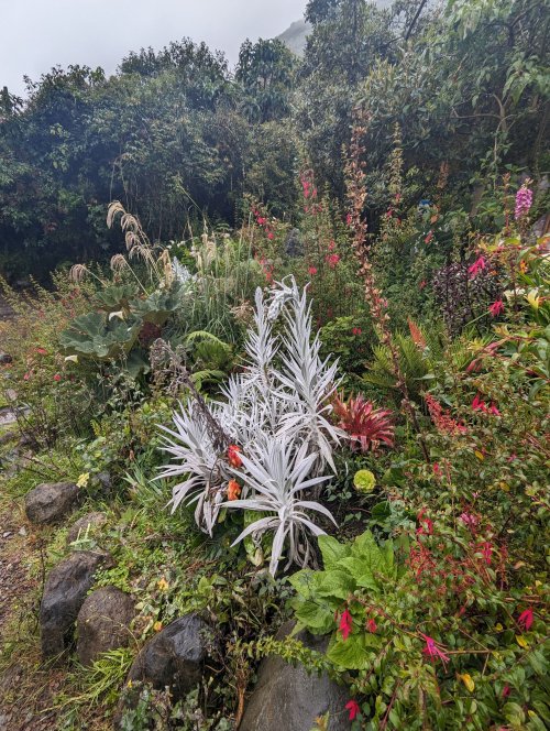Papallacta garden