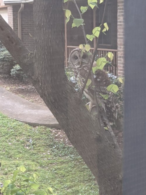 Neighborhood owl