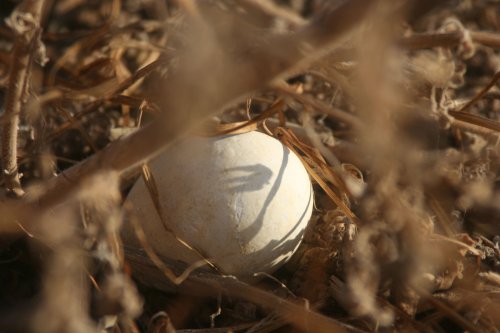 Boobie egg.jpg