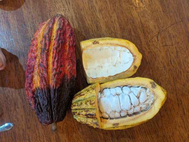 Cacao bean