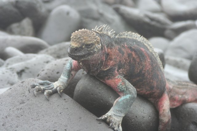 Christmas iguana 4.jpg