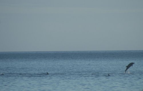 Dolphin jumping.jpg
