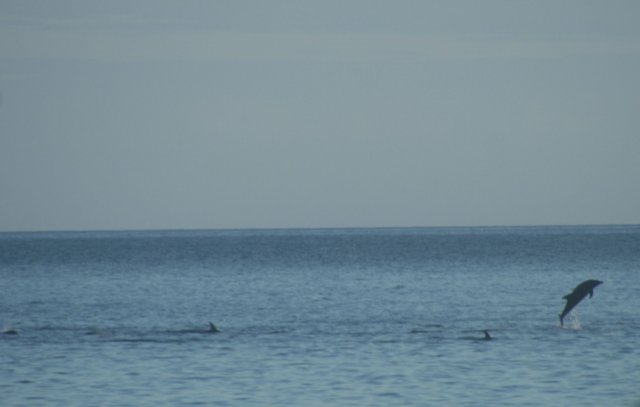 Dolphin jumping.jpg
