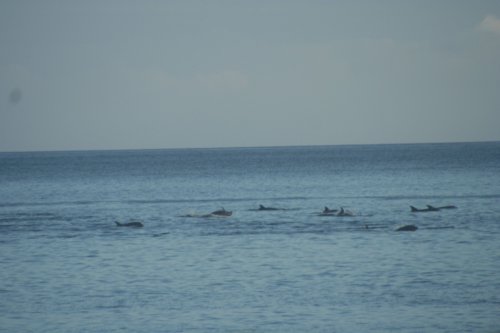 Dolphins.jpg