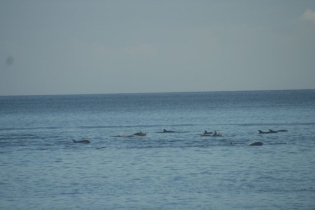 Dolphins.jpg