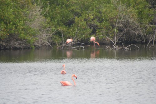 Flamingos 2.jpg