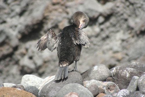Flightless comorant 2.jpg