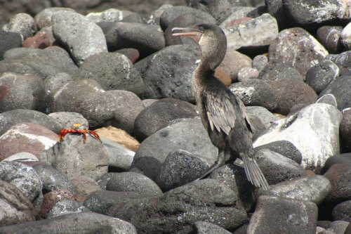 Flightless comorant and crab.jpg