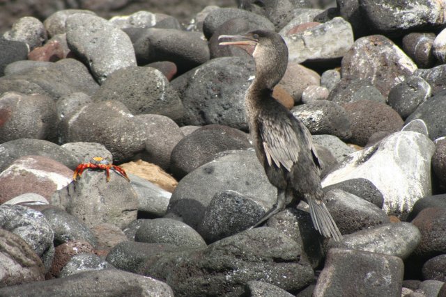 Flightless comorant and crab.jpg
