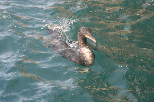 Flightless comorant swimming.jpg