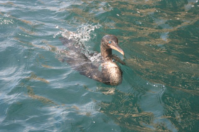 Flightless comorant swimming.jpg