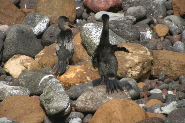 Flightless comorants 1.jpg