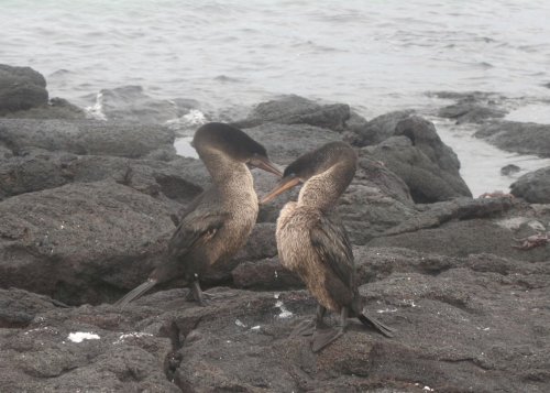 Flightless comorants courting 2.jpg
