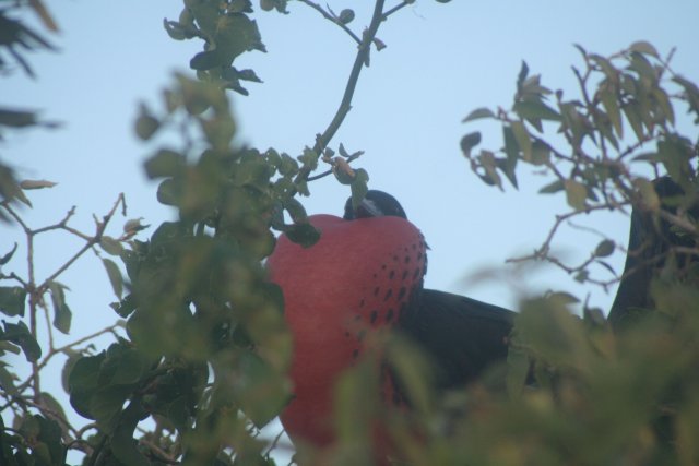 Frigate bird courting 1.jpg