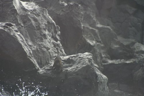 Fur seal 1.jpg