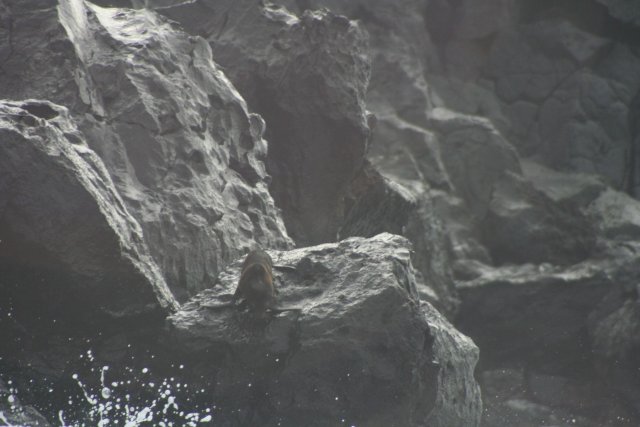 Fur seal 1.jpg