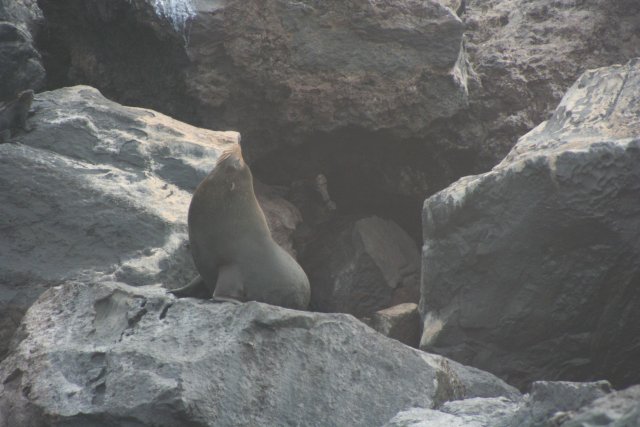 Fur seal 3.jpg