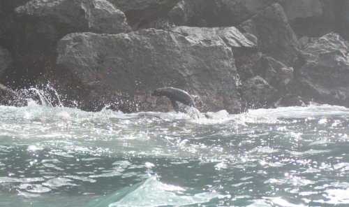 Fur seal jump 1.jpg