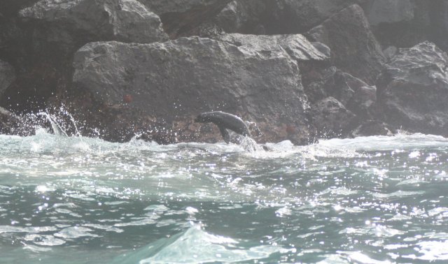 Fur seal jump 1.jpg