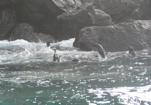 Fur seal jump 2.jpg