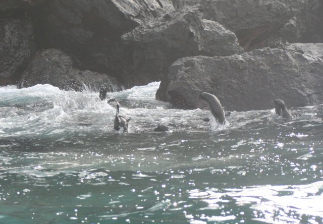 Fur seal jump 2.jpg