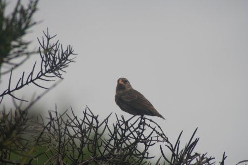 Galapagos finch 2.jpg