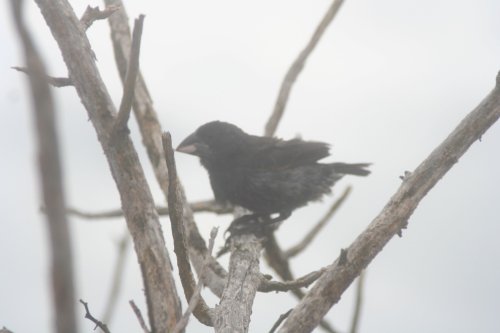 Galapagos finch 5.jpg