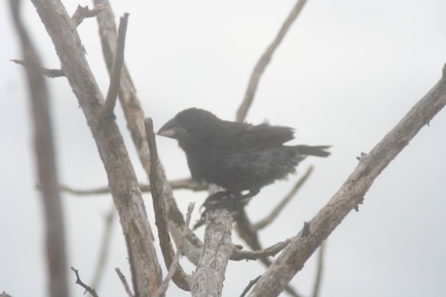 Galapagos finch 5.jpg